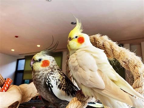 月輪鸚鵡飼養方法|第一次養鳥就上手！各種鸚鵡特點怎麼選？獸醫師：新。